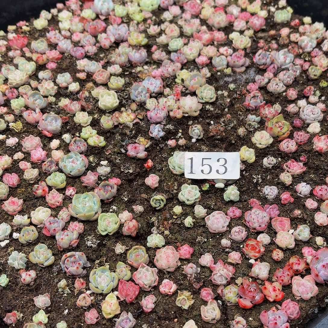 多肉植物多肉植物153