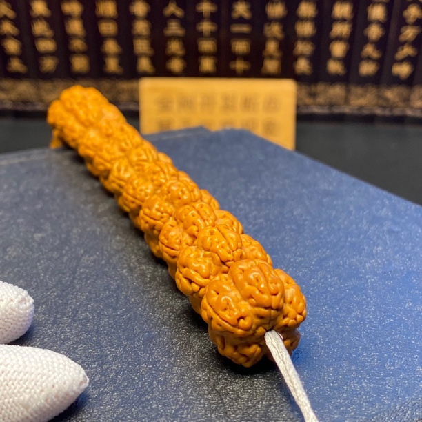 精品手持：绝情帝王花（5号）