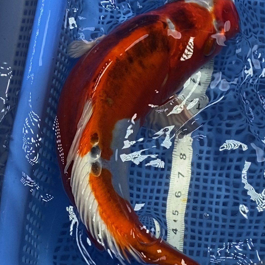 锦鲤冷水锦鲤包邮