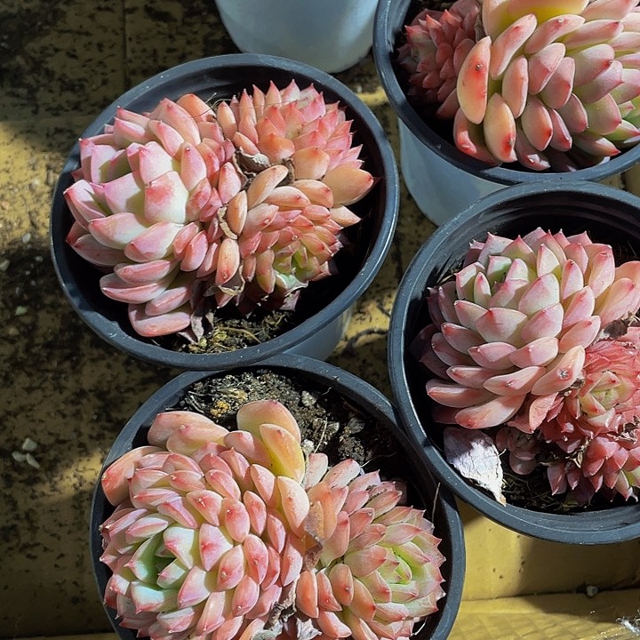 90盆大沙漠玫瑰群带盆