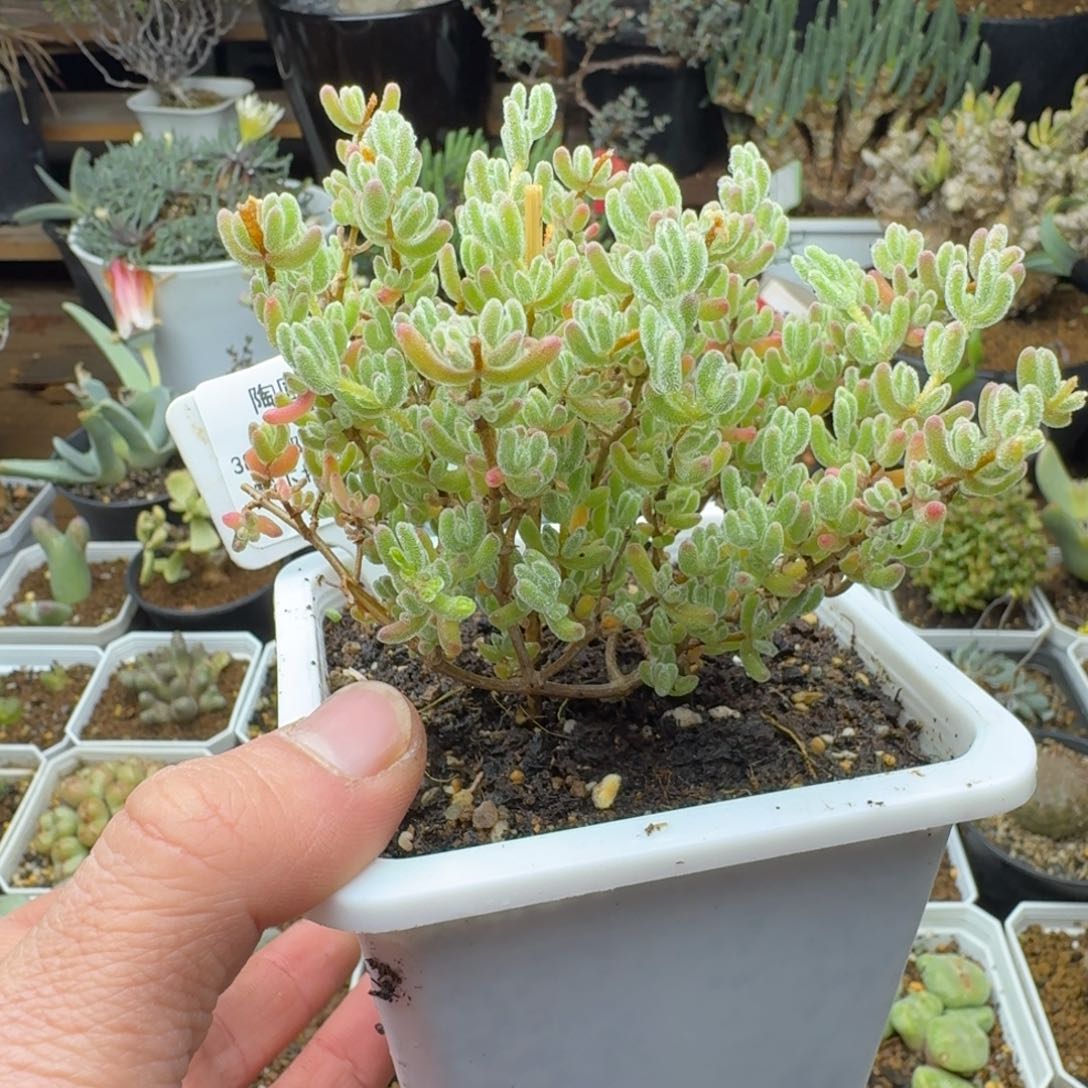 30号冰晶福利多肉。      