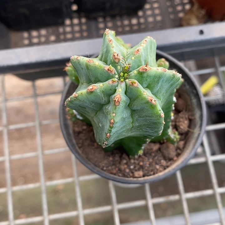 伯克利和格蕾纳等著名音乐家