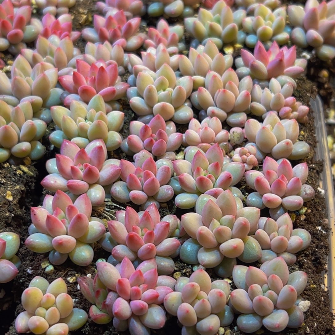 188多肉植物量拍一盒保底24颗