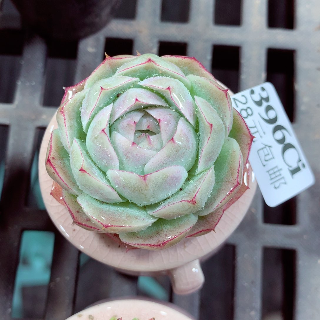 5厘米盆精控多肉396