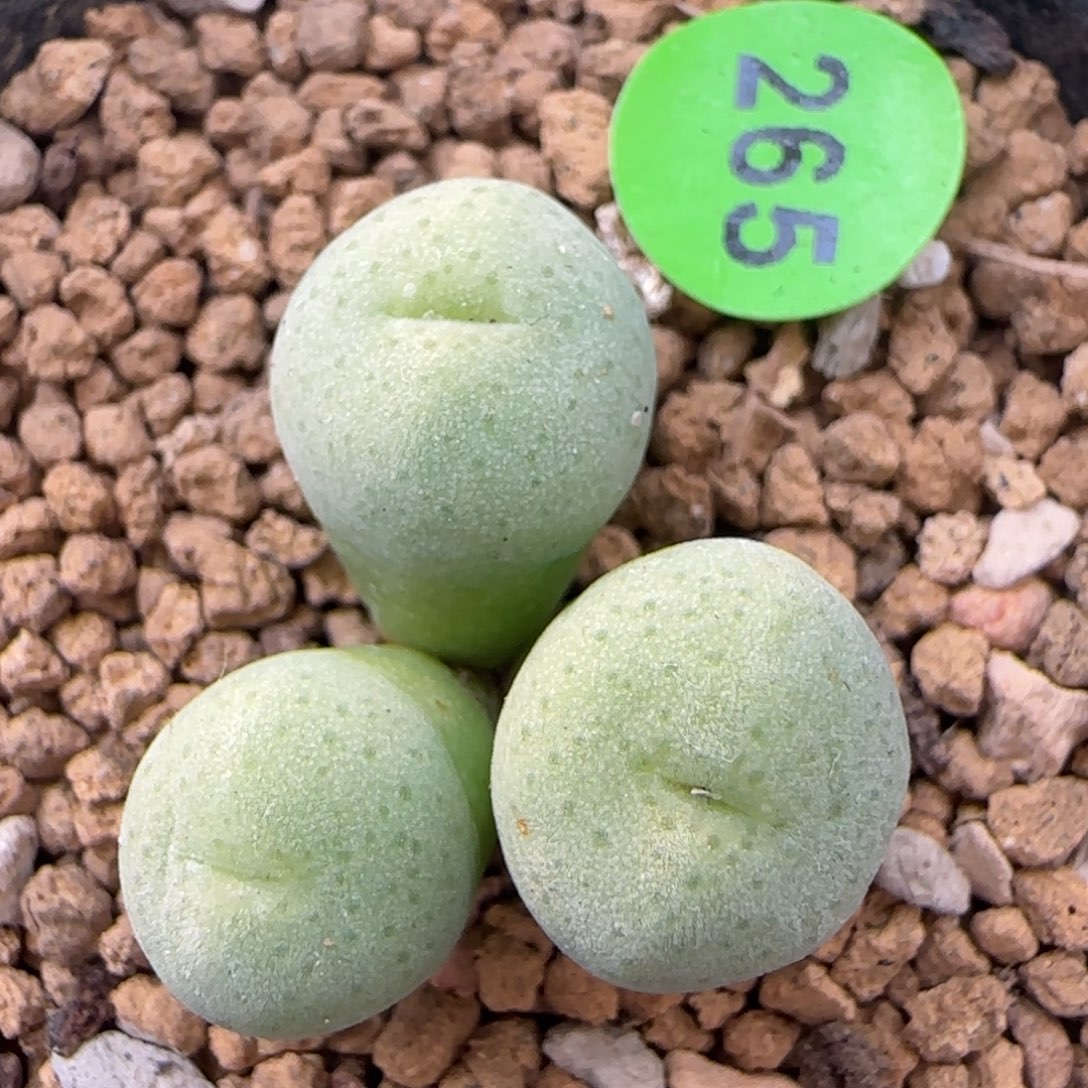 青春痘群多肉植物265