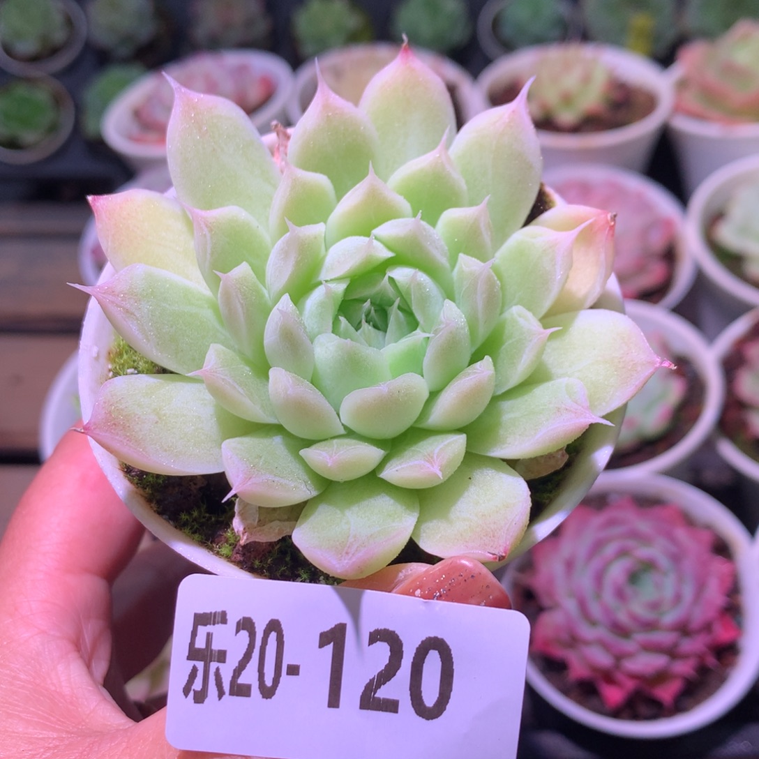 乐然20-120 紫霞仙子 