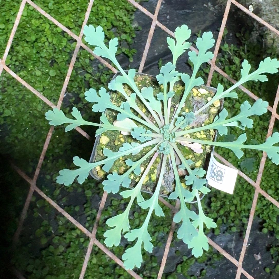 368黑魔法虞美人带盆发货一个随机