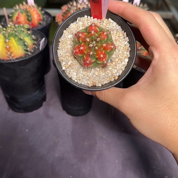 811-0329泰国发货