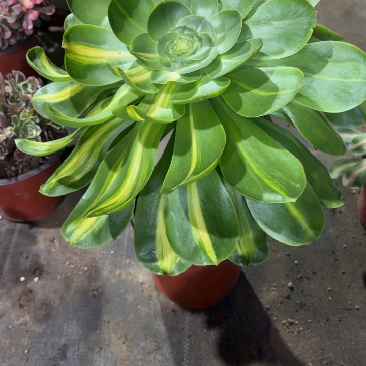 李*军一物一拍多肉君美丽862