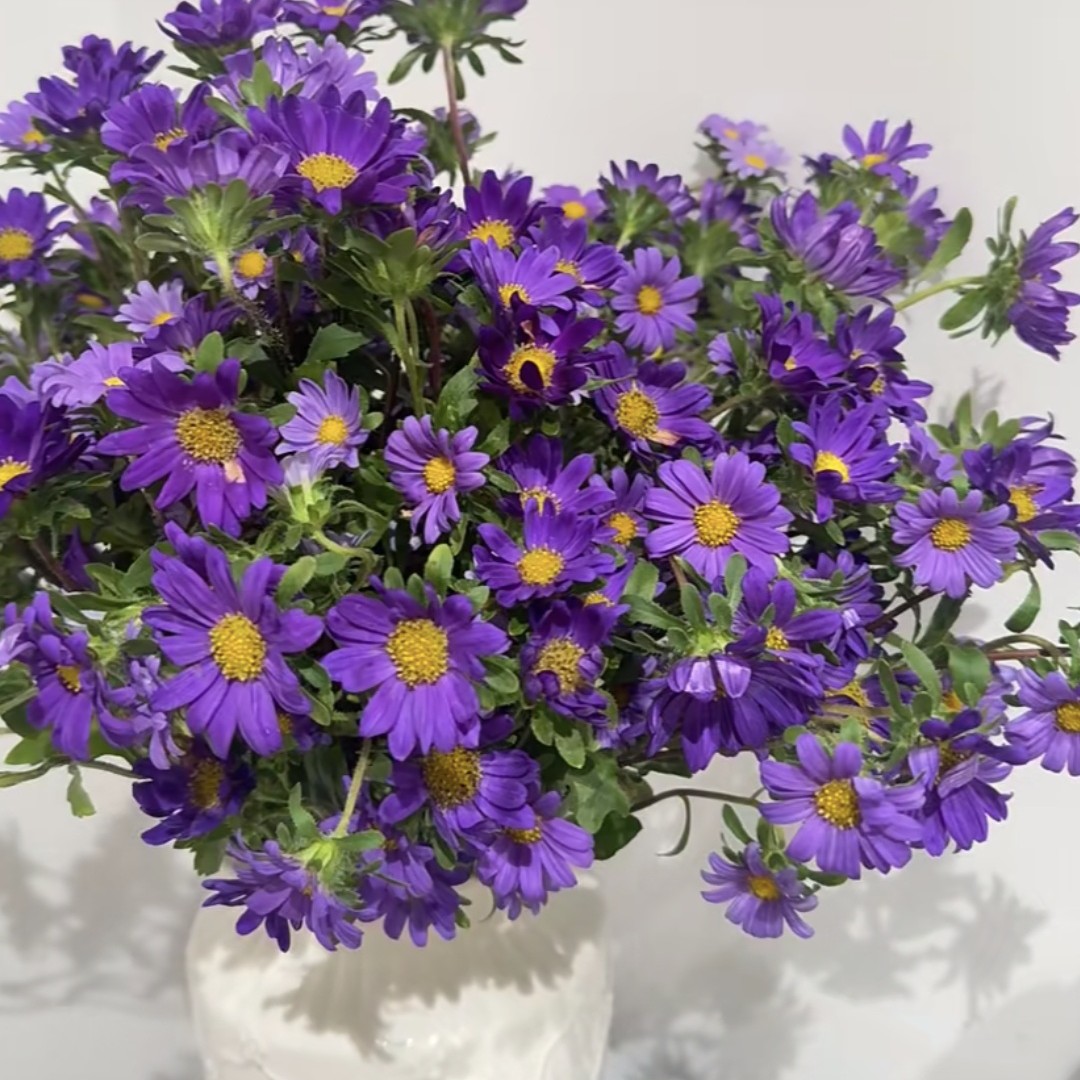 迷你菊】沈阳晓全花行东北鲜花超长待机花期长新手鲜花