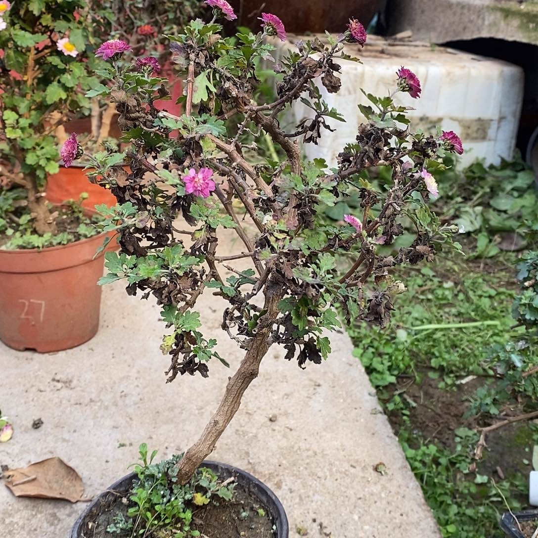 水***寒完全开放菊花菊花