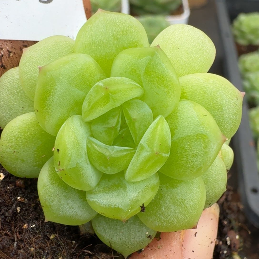 一物一拍一物一拍1109-279