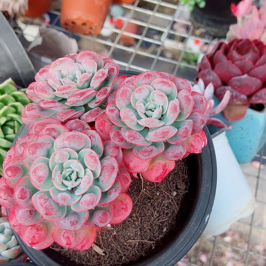 雨滴多头群生老桩特价