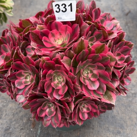 331粉女郎25厘米左右