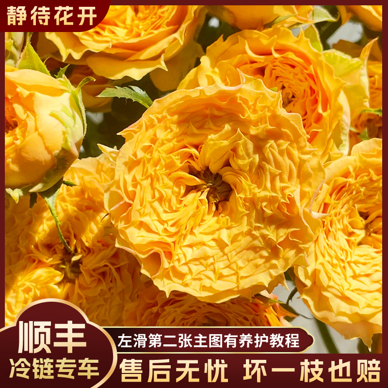 【静待花开】利马索尔-稀有多头玫瑰 云南鲜花斗南花卉基地顺丰包邮