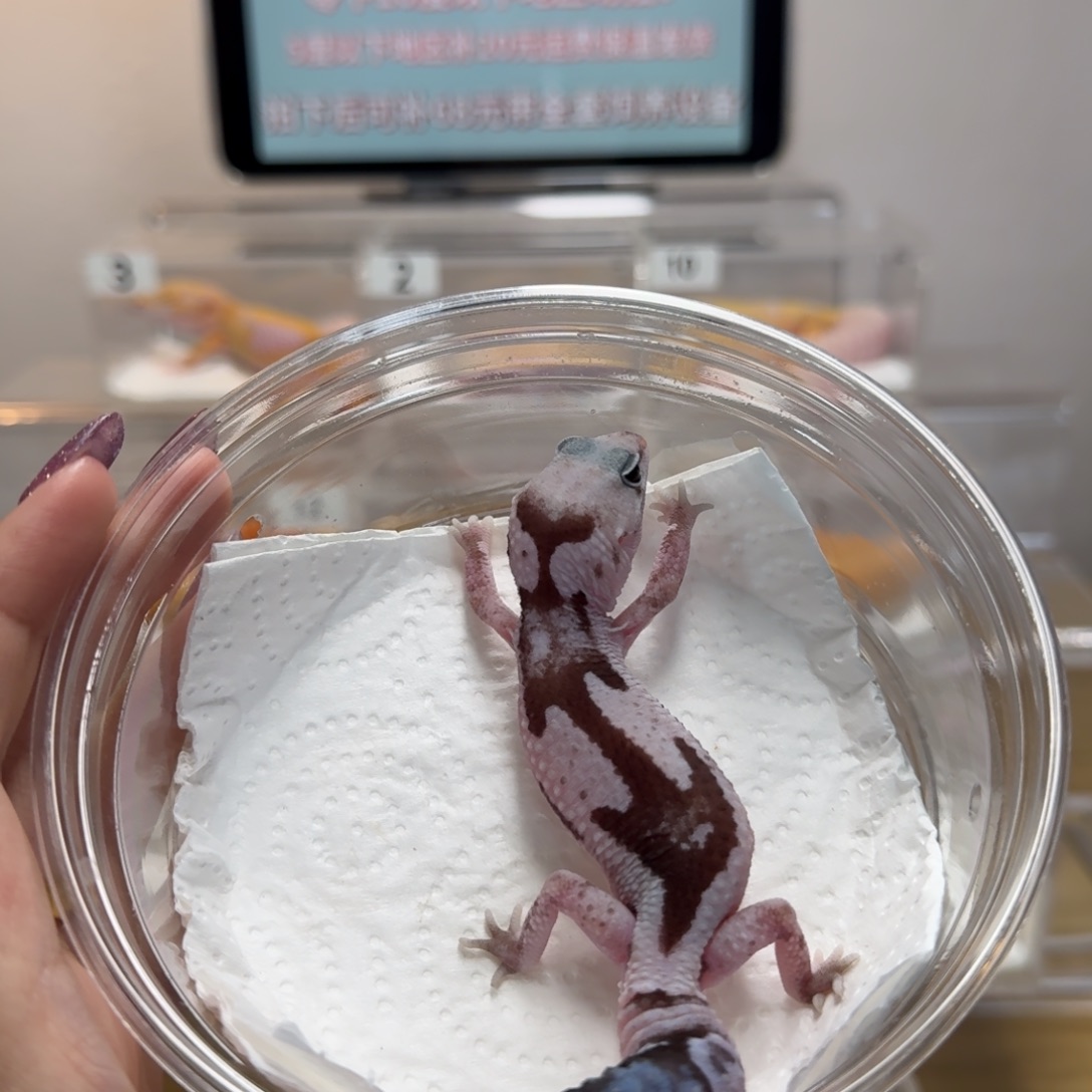 肥尾守宫祖鲁奥利奥弟弟