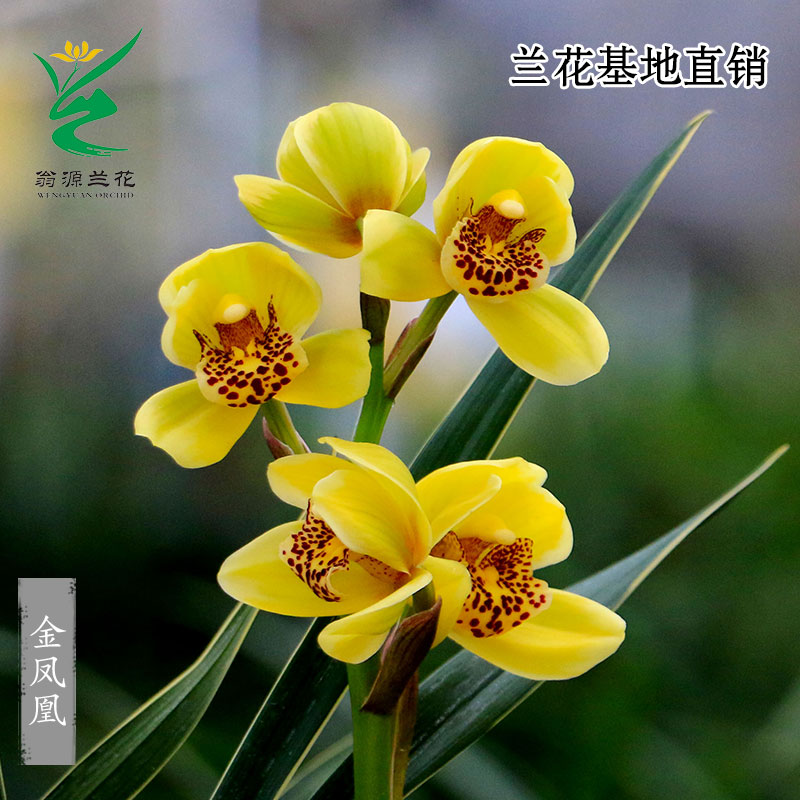 翁源兰花苗正品春兰金凤凰带花黄色荷瓣浓香好养室内绿植花卉盆栽