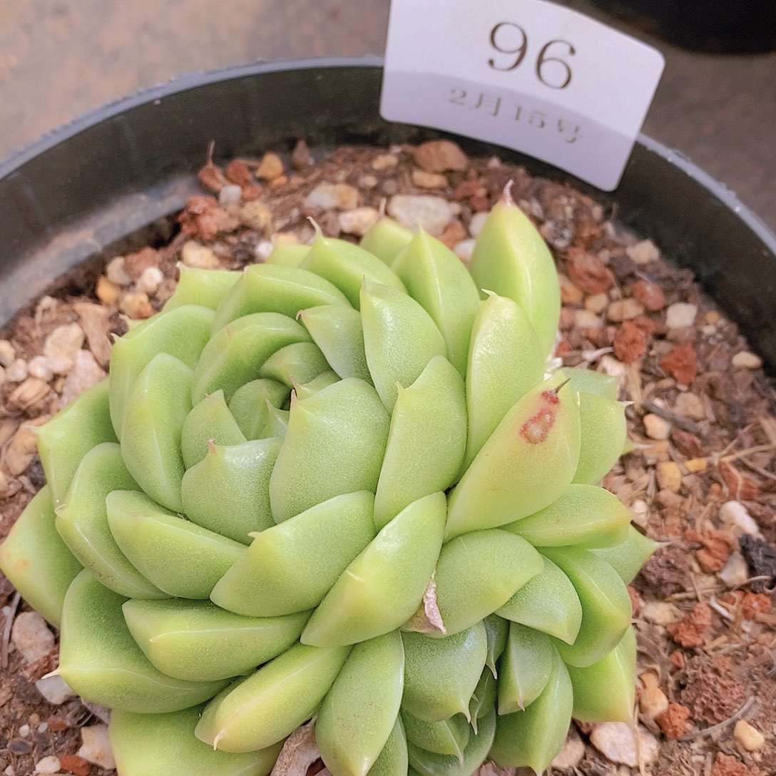 【闪购商品】云96绿透麦秆