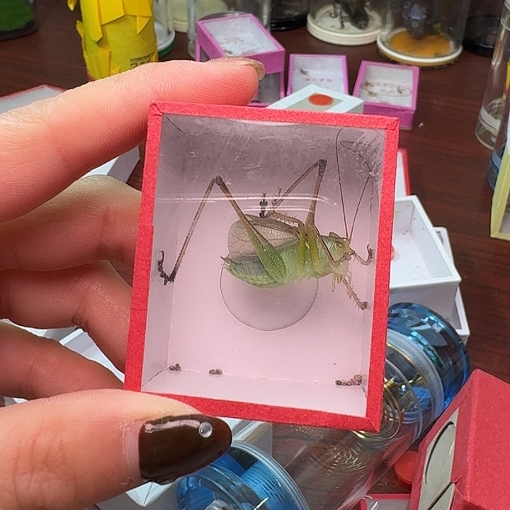 神****蟋蟀一个扎嘴。            