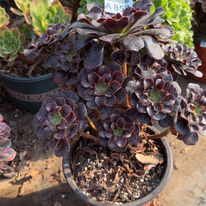 满20包邮，852欧紫