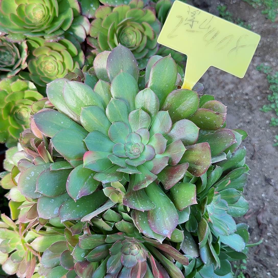 2-408---多头多肉植物