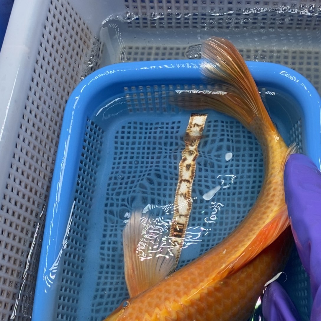 锦鲤冷水锦鲤包邮