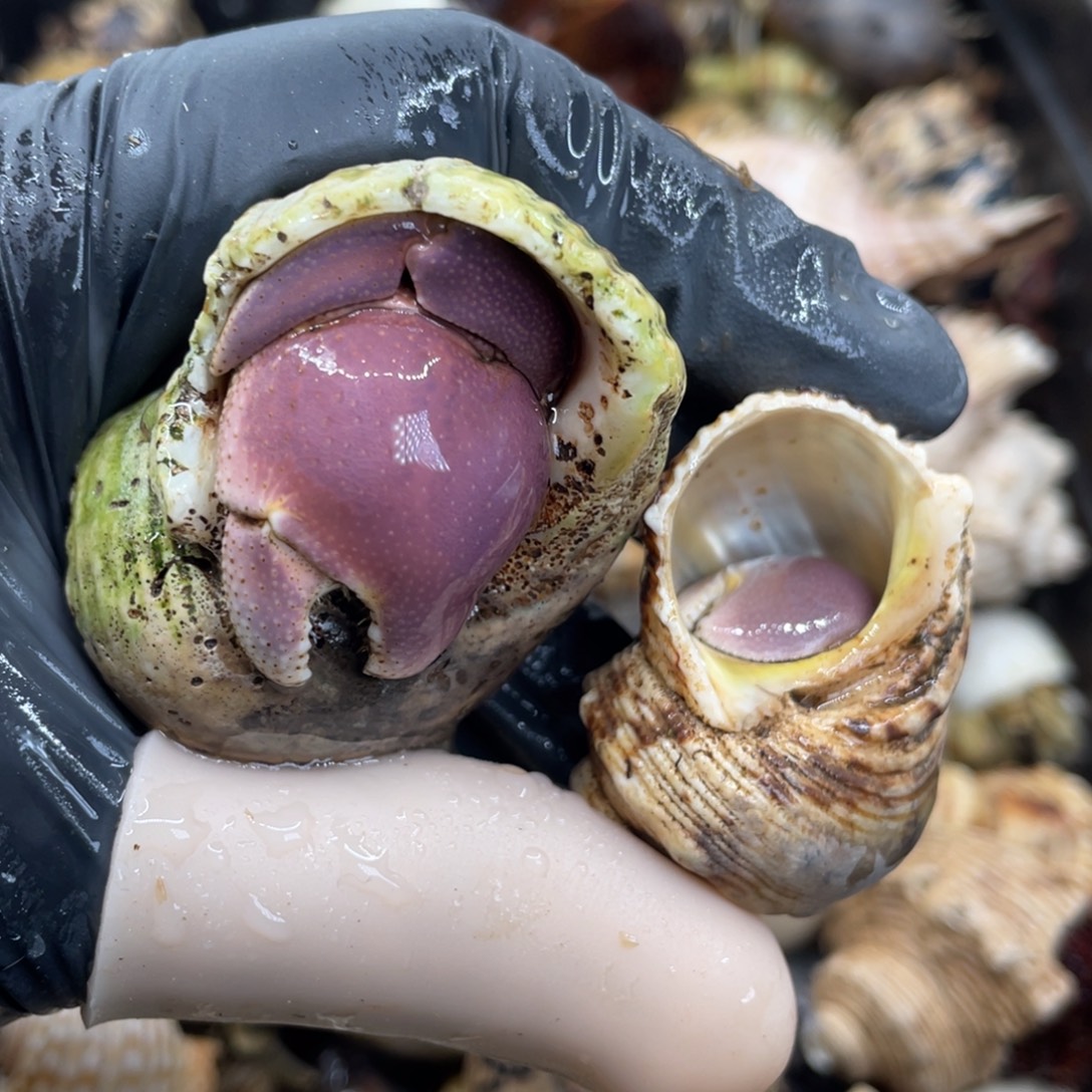 不退不换活体宠物163