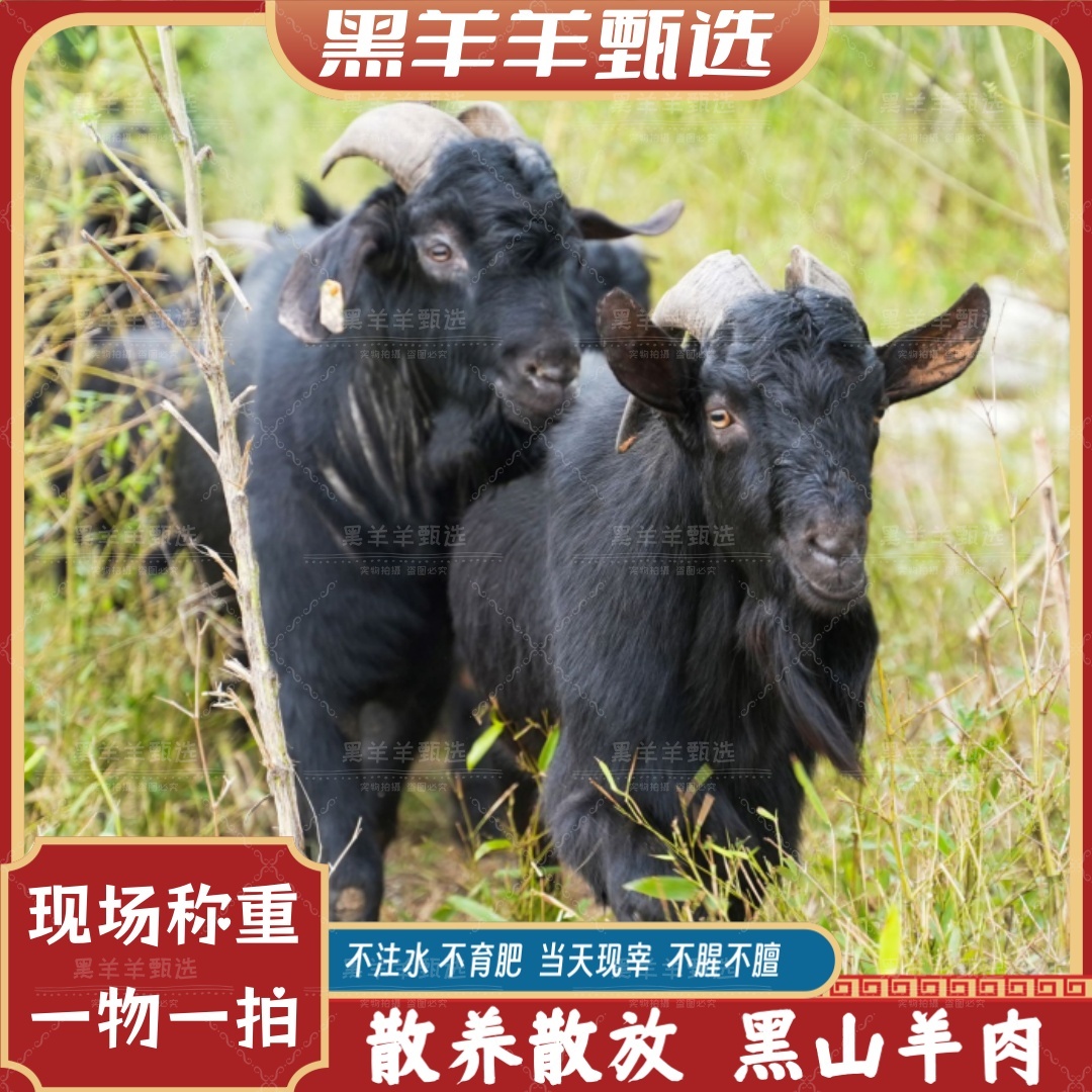 现场称重一物一拍：正宗散养黑山羊大山原生态新鲜现宰现杀