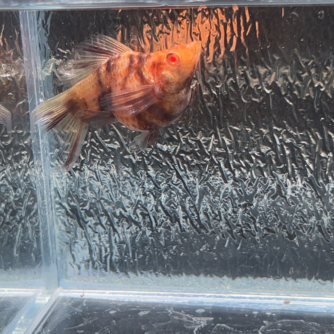 孔雀鱼玛丽鱼一条可可大理石母