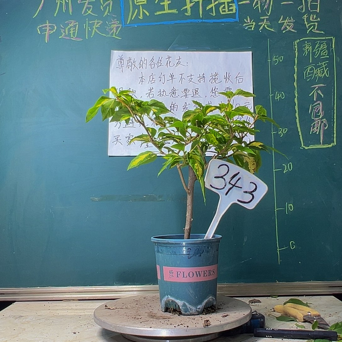 当前无花栽培后可以开花金心双色343