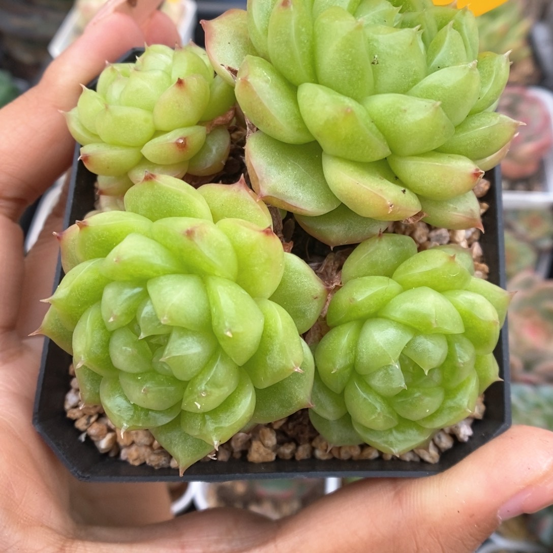 灯泡珍妮群生200号。 