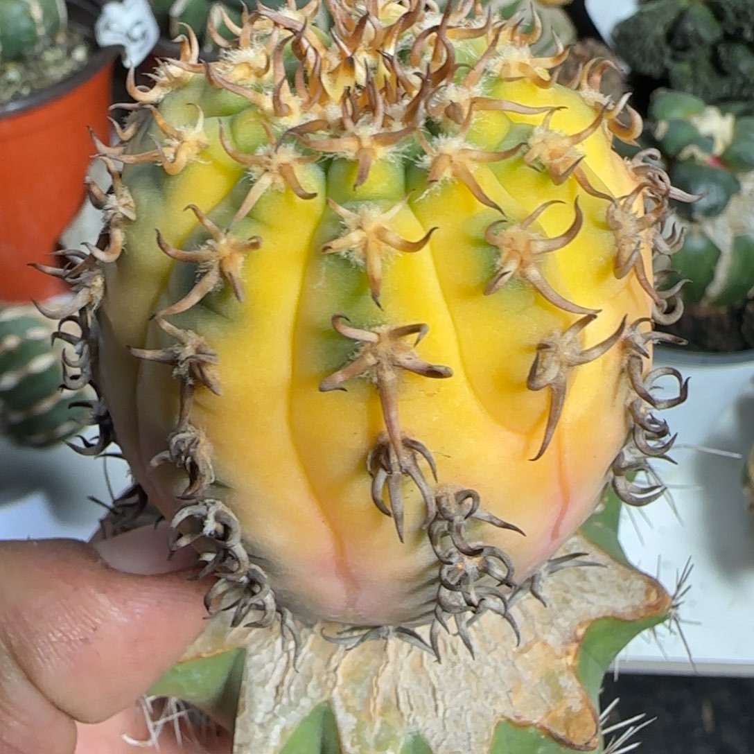 【闪购商品】苗接密刺猫爪锦665
