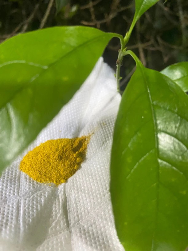 【莎莎专属土特产】xd菇净含量1g起