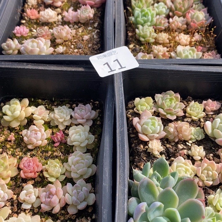 11 多肉植物盆栽花卉