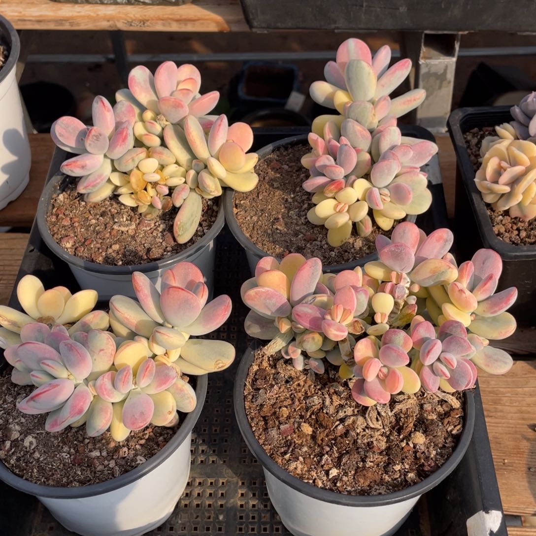 淘多内肉乒乓福娘锦四个