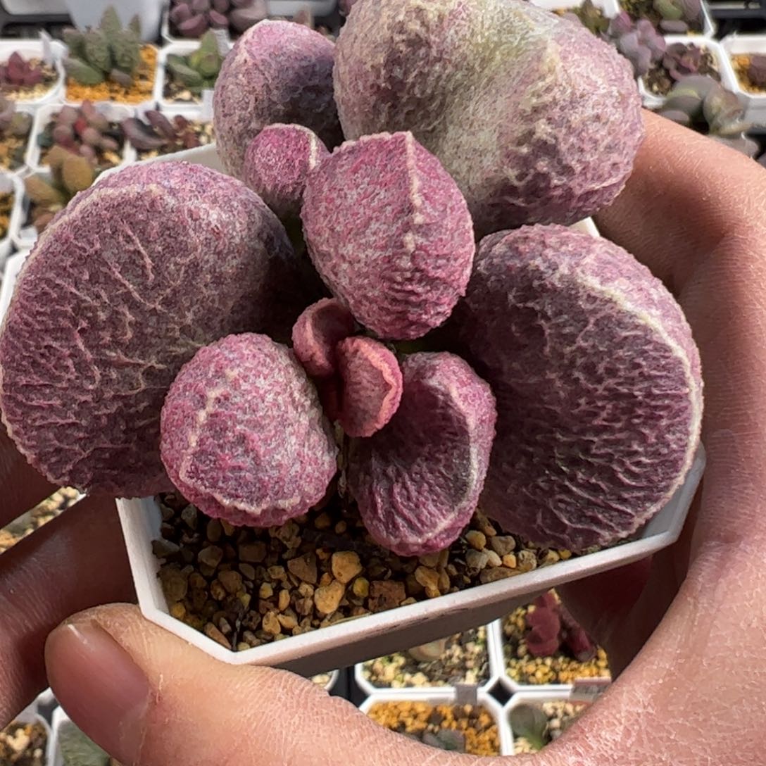 哈默猪肝爆盆老桩多肉植物水泡