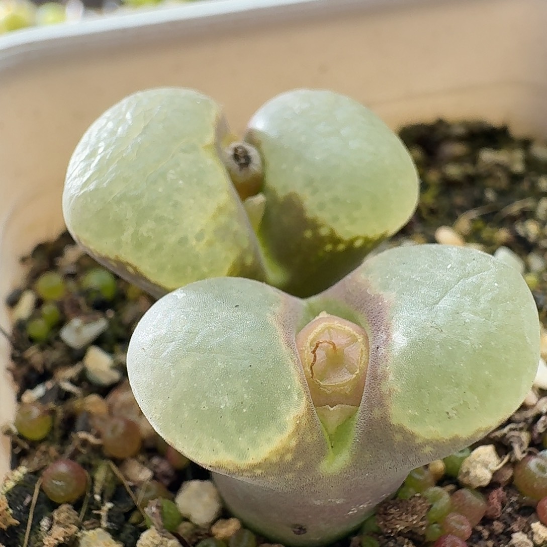 2275风铃玉1.9厘米副宽