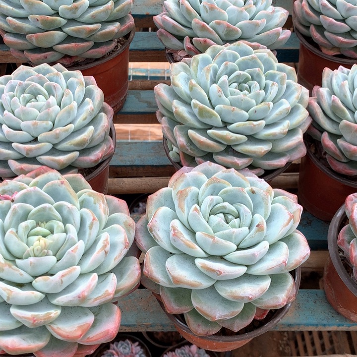 超大母本单头冰玉两单包邮