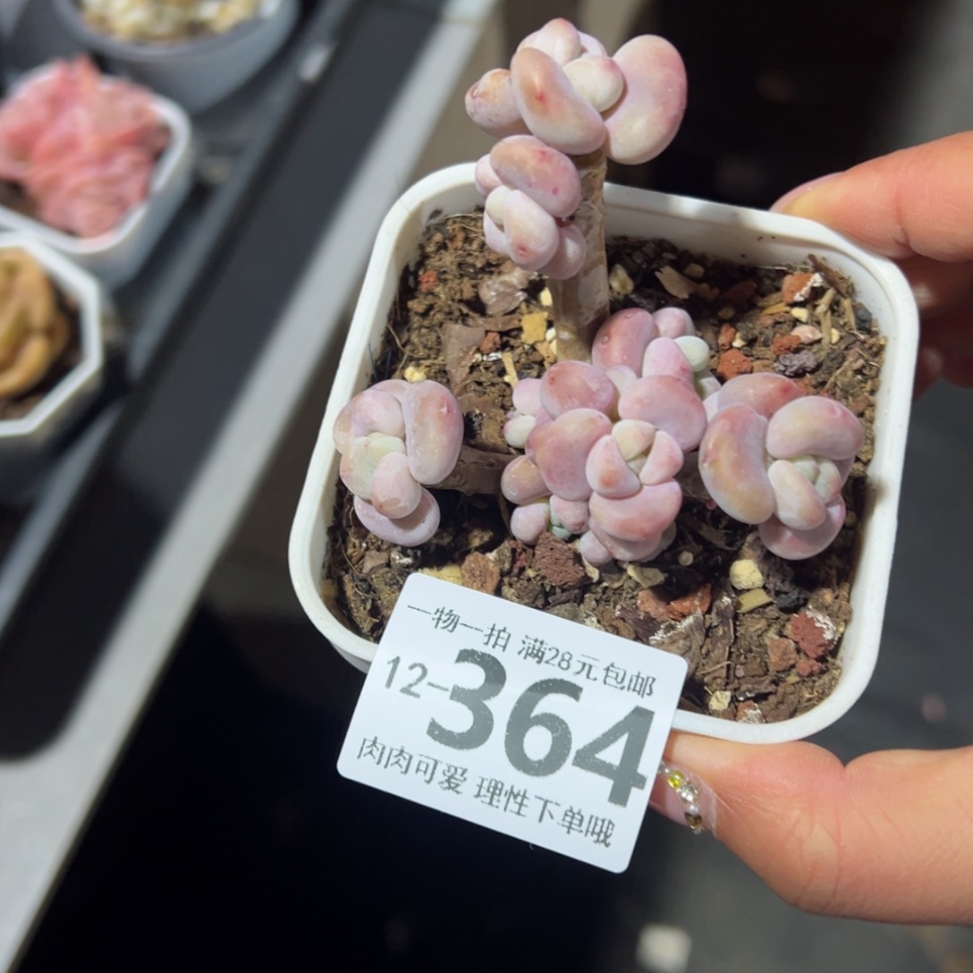 丸叶洛神多肉多肉多肉多