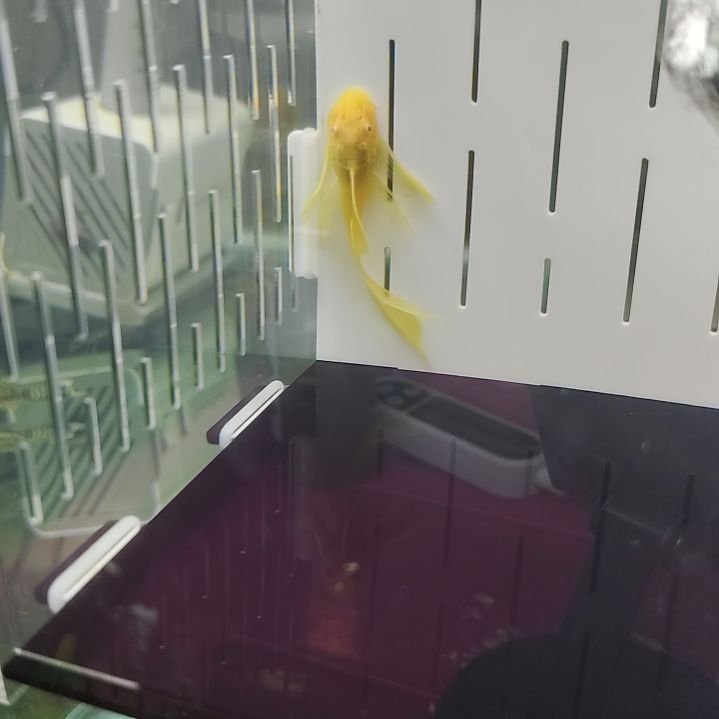 工具鱼一对黄金大帆