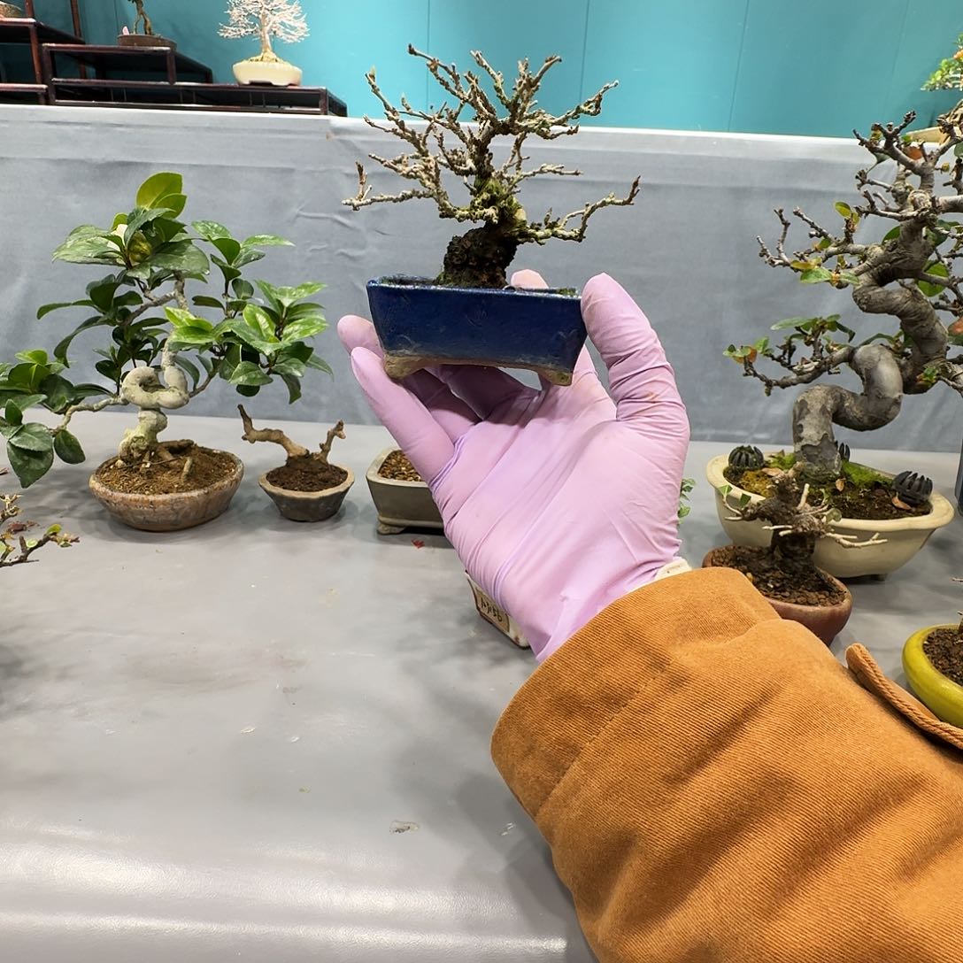 无花朵果桑11111111