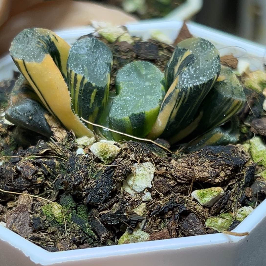 恭喜发财大吉大利815