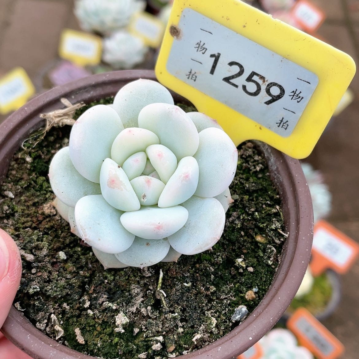 【闪购商品】1259号