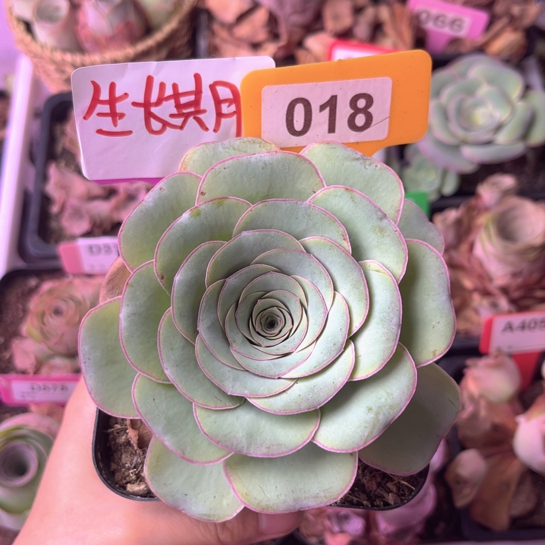 生长期山地玫瑰018