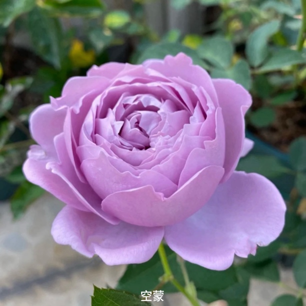 【空蒙】蓝紫色大花浓香丰花勤花扦插盆栽月季！