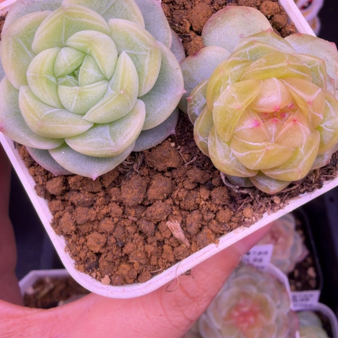 91东篱下多肉植物哈哈哈91