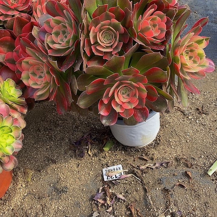 多肉香妃607多肉