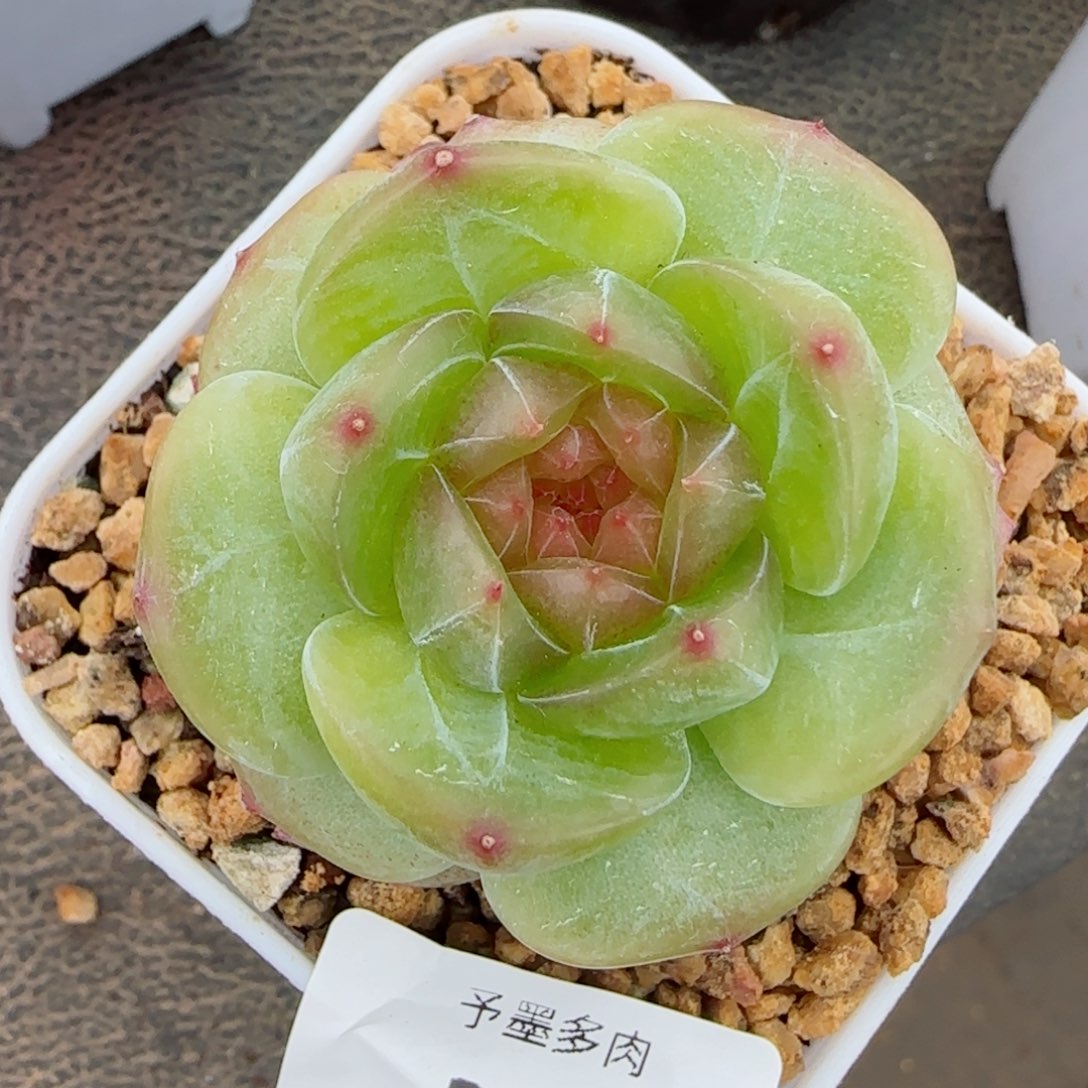 玉茗珍妮，3290多肉植物