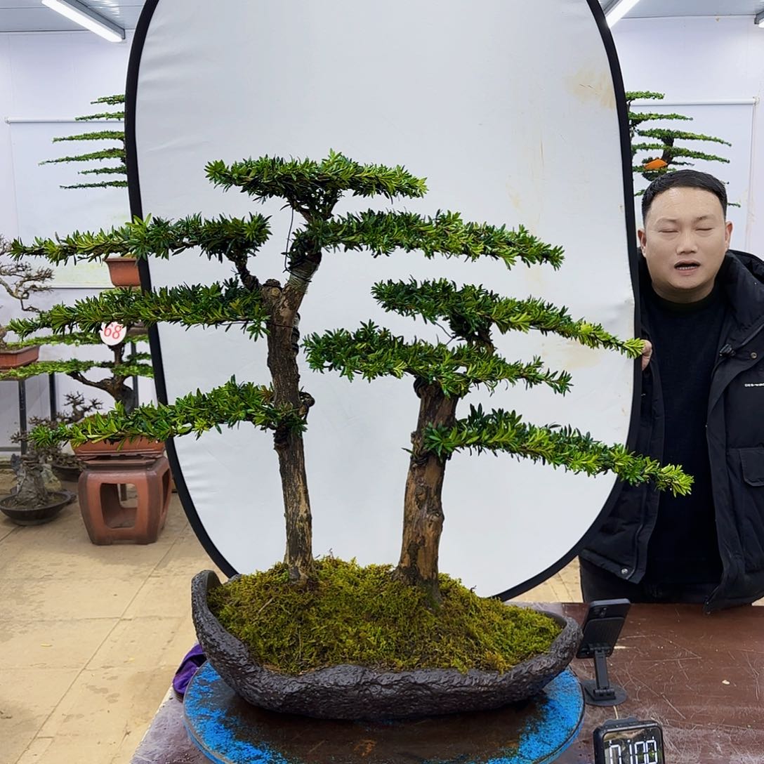 盆景欢迎大家一起来捡漏