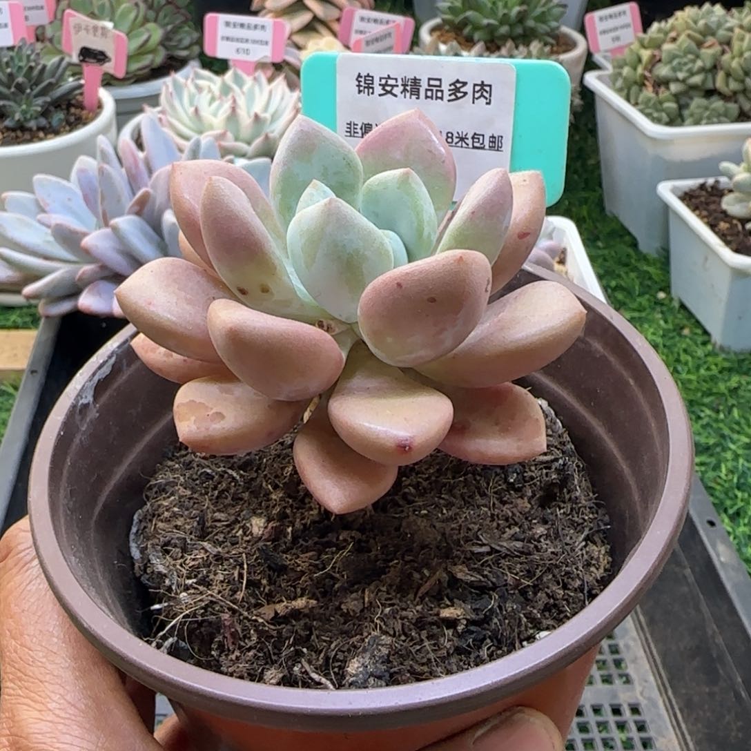 锦安精品多肉植物397